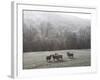 Devon Sheep, Exe Valley, Devon, England, United Kingdom, Europe-Jeremy Lightfoot-Framed Photographic Print