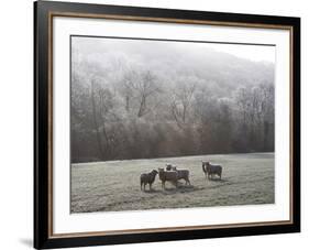 Devon Sheep, Exe Valley, Devon, England, United Kingdom, Europe-Jeremy Lightfoot-Framed Photographic Print