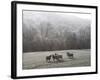Devon Sheep, Exe Valley, Devon, England, United Kingdom, Europe-Jeremy Lightfoot-Framed Photographic Print