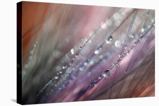 Dew 1-Ursula Abresch-Stretched Canvas