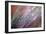 Dew 1-Ursula Abresch-Framed Photographic Print