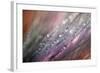 Dew 1-Ursula Abresch-Framed Photographic Print