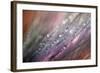 Dew 1-Ursula Abresch-Framed Photographic Print