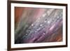 Dew 1-Ursula Abresch-Framed Photographic Print