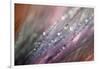 Dew 1-Ursula Abresch-Framed Photographic Print