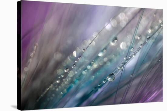 Dew 2-Ursula Abresch-Stretched Canvas