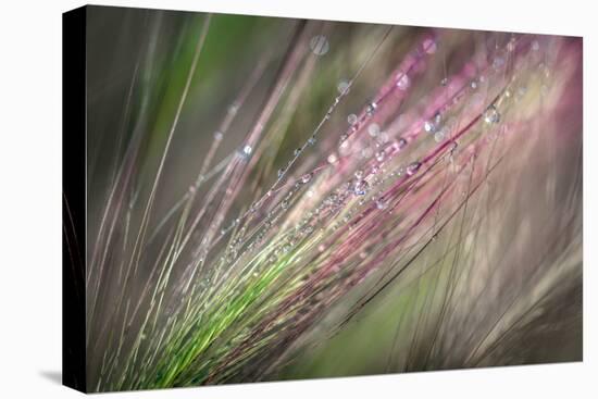 Dew 3-Ursula Abresch-Stretched Canvas