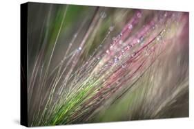 Dew 3-Ursula Abresch-Stretched Canvas