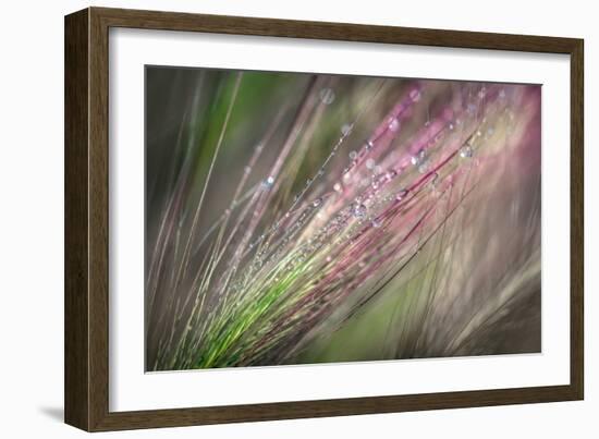 Dew 3-Ursula Abresch-Framed Photographic Print