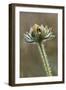 Dew covered Black-eyed Susan, Oldham County, Kentucky-Adam Jones-Framed Photographic Print