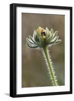 Dew covered Black-eyed Susan, Oldham County, Kentucky-Adam Jones-Framed Photographic Print