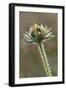 Dew covered Black-eyed Susan, Oldham County, Kentucky-Adam Jones-Framed Photographic Print