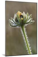 Dew covered Black-eyed Susan, Oldham County, Kentucky-Adam Jones-Mounted Photographic Print