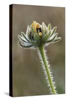 Dew covered Black-eyed Susan, Oldham County, Kentucky-Adam Jones-Stretched Canvas