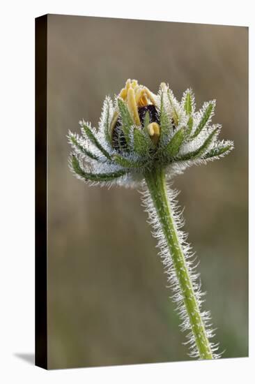 Dew covered Black-eyed Susan, Oldham County, Kentucky-Adam Jones-Stretched Canvas