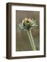 Dew covered Black-eyed Susan, Oldham County, Kentucky-Adam Jones-Framed Photographic Print