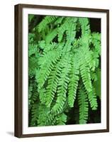 Dew Covered Fern at Mt Rainier National Park, Washington, USA-Stuart Westmorland-Framed Premium Photographic Print