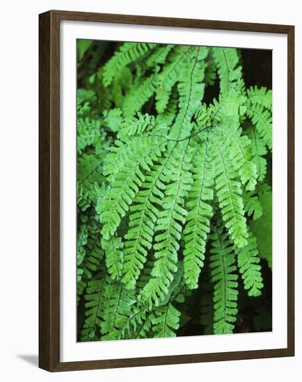 Dew Covered Fern at Mt Rainier National Park, Washington, USA-Stuart Westmorland-Framed Premium Photographic Print