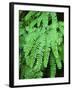 Dew Covered Fern at Mt Rainier National Park, Washington, USA-Stuart Westmorland-Framed Premium Photographic Print