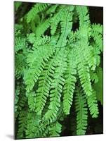 Dew Covered Fern at Mt Rainier National Park, Washington, USA-Stuart Westmorland-Mounted Premium Photographic Print