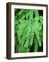 Dew Covered Fern at Mt Rainier National Park, Washington, USA-Stuart Westmorland-Framed Photographic Print