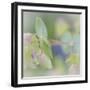 Dew Covered Oregano I-Kathy Mahan-Framed Photographic Print