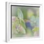 Dew Covered Oregano I-Kathy Mahan-Framed Photographic Print