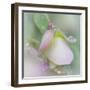 Dew Covered Oregano II-Kathy Mahan-Framed Photographic Print