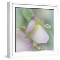 Dew Covered Oregano II-Kathy Mahan-Framed Photographic Print