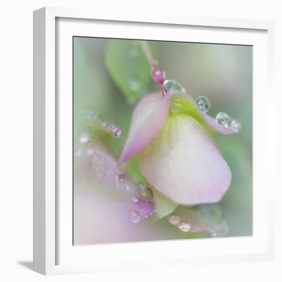 Dew Covered Oregano II-Kathy Mahan-Framed Photographic Print