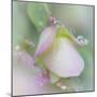 Dew Covered Oregano II-Kathy Mahan-Mounted Photographic Print