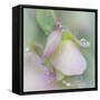 Dew Covered Oregano II-Kathy Mahan-Framed Stretched Canvas