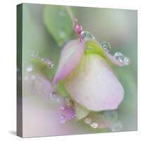 Dew Covered Oregano II-Kathy Mahan-Stretched Canvas