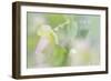 Dew Covered Oregano III-Kathy Mahan-Framed Photographic Print