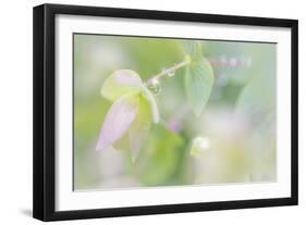 Dew Covered Oregano III-Kathy Mahan-Framed Photographic Print