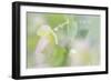 Dew Covered Oregano III-Kathy Mahan-Framed Photographic Print