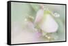 Dew Covered Oregano-Kathy Mahan-Framed Stretched Canvas