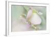 Dew Covered Oregano-Kathy Mahan-Framed Photographic Print