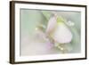 Dew Covered Oregano-Kathy Mahan-Framed Photographic Print