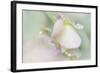 Dew Covered Oregano-Kathy Mahan-Framed Photographic Print