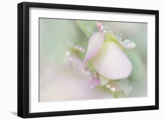 Dew Covered Oregano-Kathy Mahan-Framed Premium Photographic Print