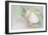 Dew Covered Oregano-Kathy Mahan-Framed Premium Photographic Print