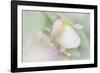 Dew Covered Oregano-Kathy Mahan-Framed Photographic Print