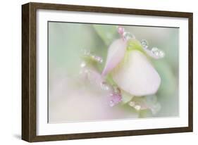 Dew Covered Oregano-Kathy Mahan-Framed Photographic Print