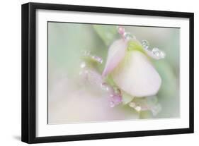 Dew Covered Oregano-Kathy Mahan-Framed Photographic Print