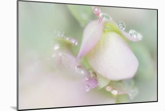 Dew Covered Oregano-Kathy Mahan-Mounted Photographic Print