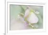 Dew Covered Oregano-Kathy Mahan-Framed Photographic Print