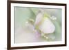 Dew Covered Oregano-Kathy Mahan-Framed Photographic Print