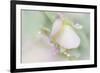 Dew Covered Oregano-Kathy Mahan-Framed Photographic Print