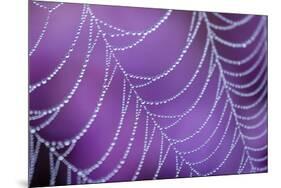 Dew Covered Spider's Web with Flowering Heather, Arne Rspb Reserve, Dorset, England-Ross Hoddinott-Mounted Photographic Print